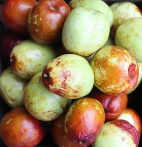 Winter jujube